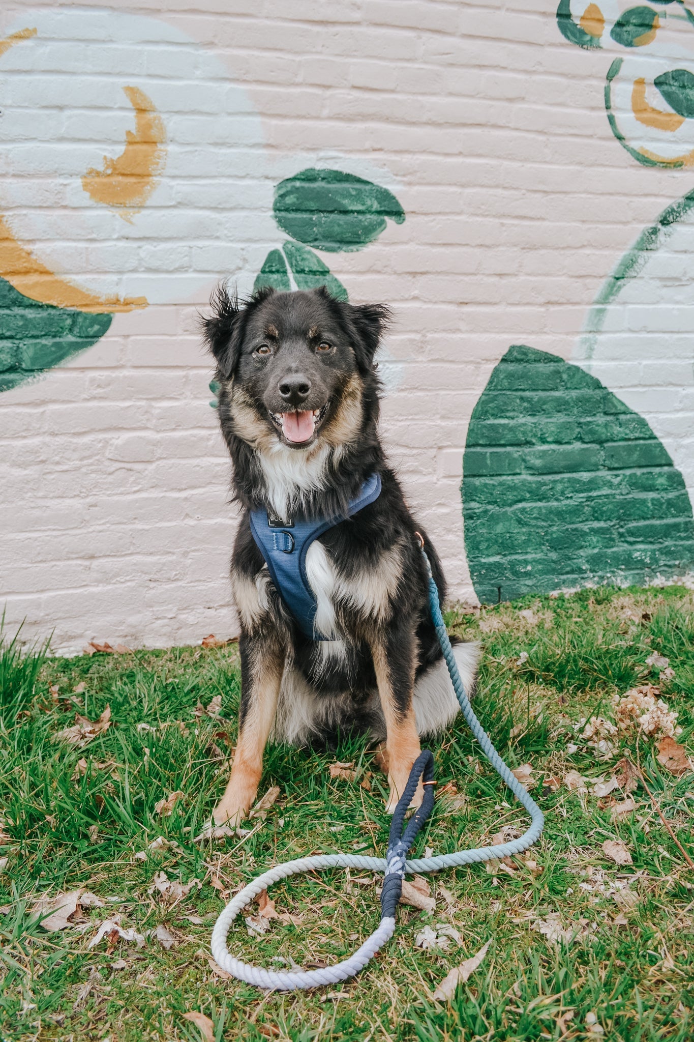 Dog Adjustable Harness - Twilight