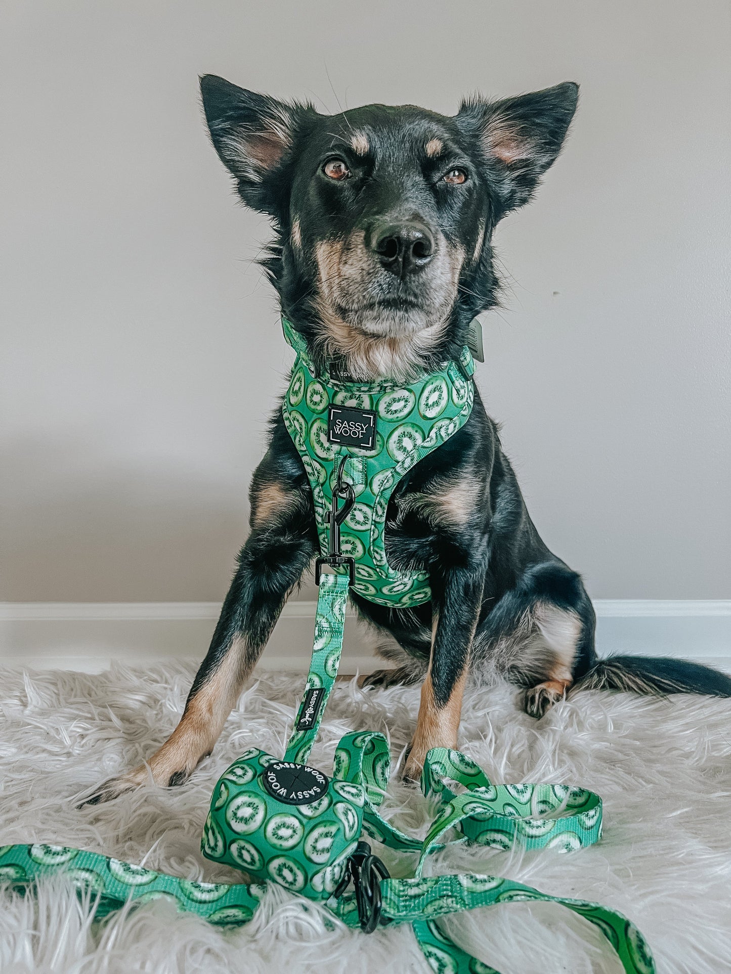 Dog Leash - Kiwi Krazy