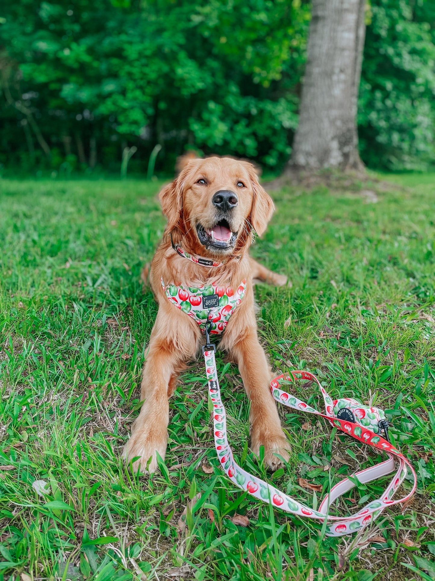 Dog Leash - Apple of My Eye