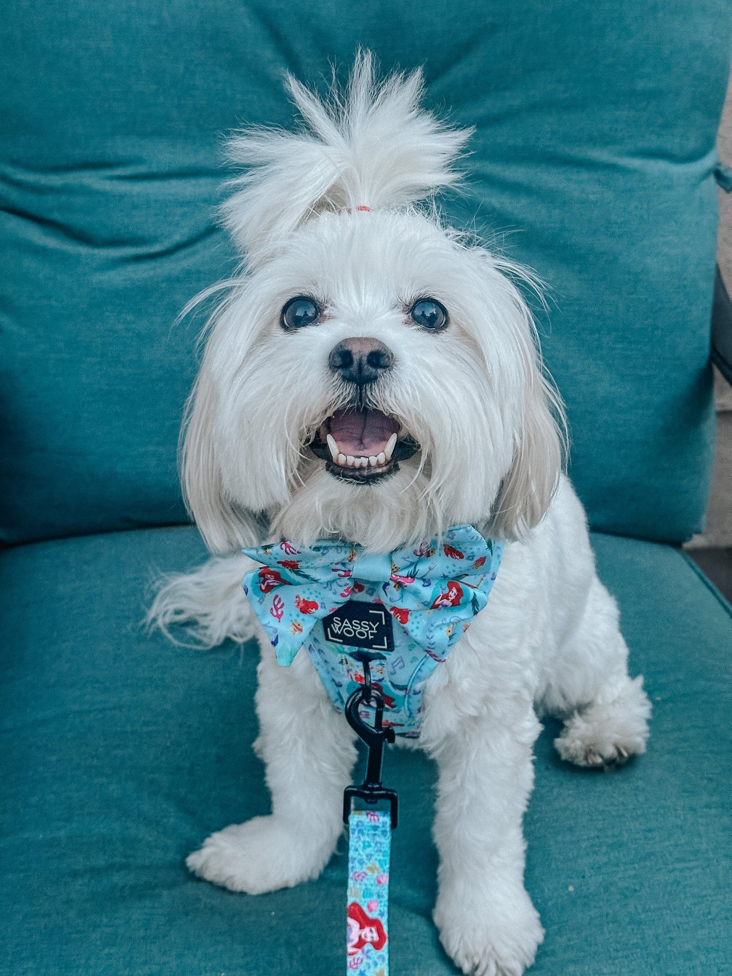 Dog Sailor Bow - Disney's Ariel
