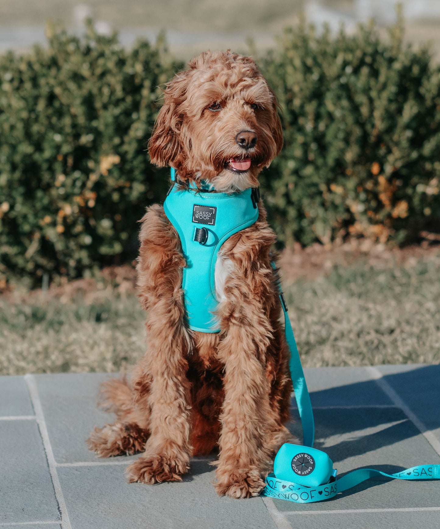 Dog Two Piece Bundle - Neon Blue