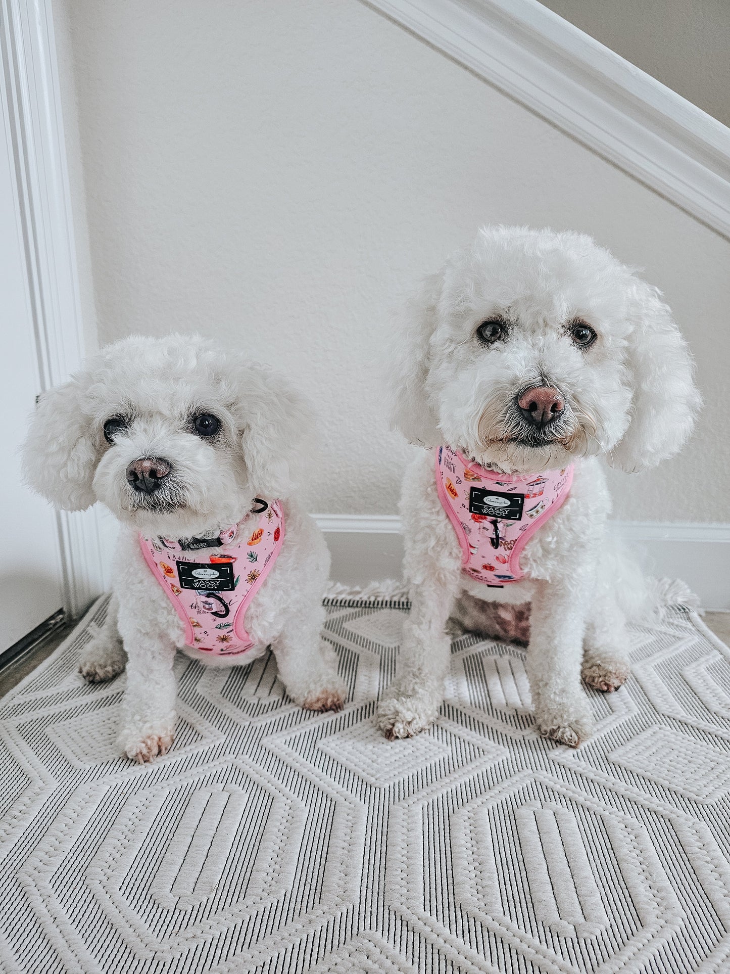 Dog Four Piece Bundle - Gilmore Girls™