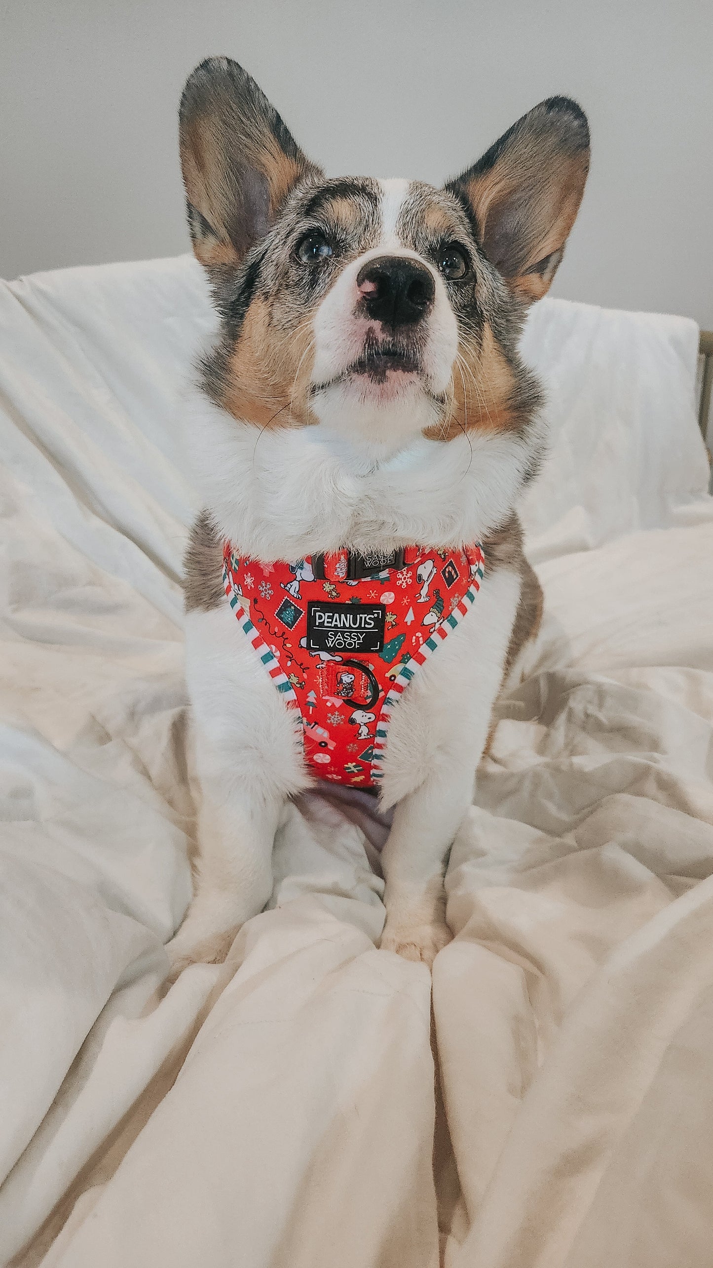 Dog Four Piece Bundle - Peanuts™ Beagle Bells