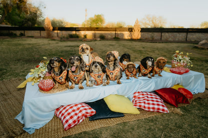 Dog Four Piece Bundle - Hot Dawg