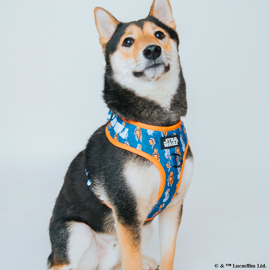 Dog Two Piece Bundle - STAR WARS™ Ahsoka