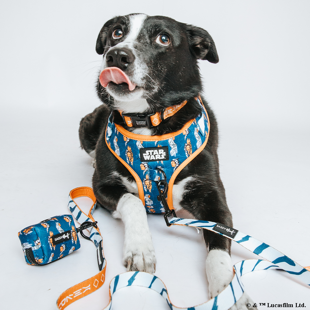 Dog Two Piece Bundle - STAR WARS™ Ahsoka