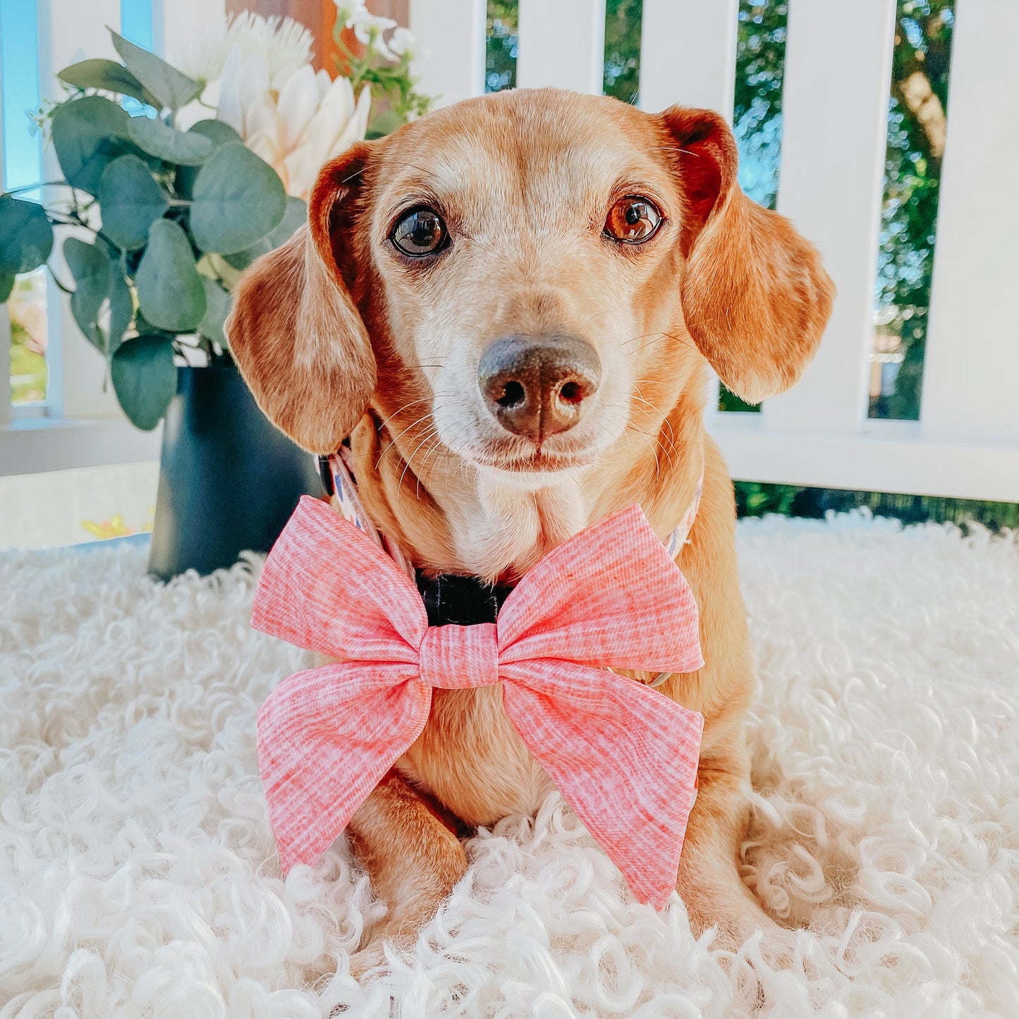 Dog Sailor Bow - Dolce Rose