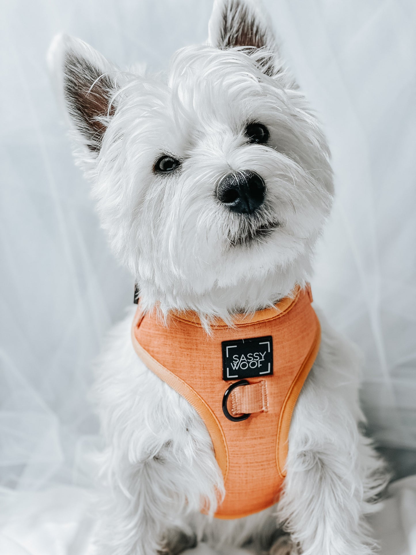 Dog Four Piece Bundle - Apple Cider