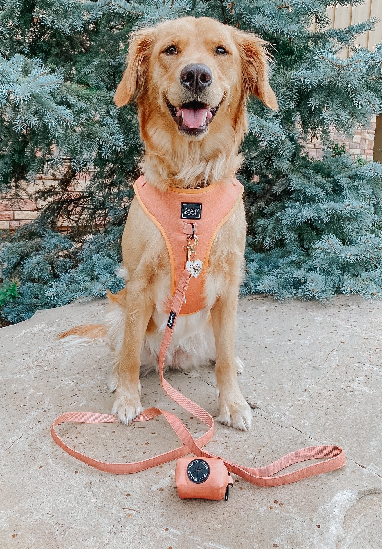 Dog Four Piece Bundle - Apple Cider
