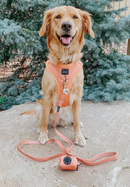 Dog Four Piece Bundle - Apple Cider