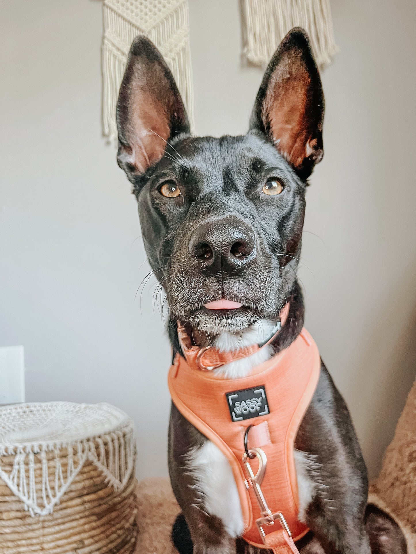 Dog Four Piece Bundle - Apple Cider