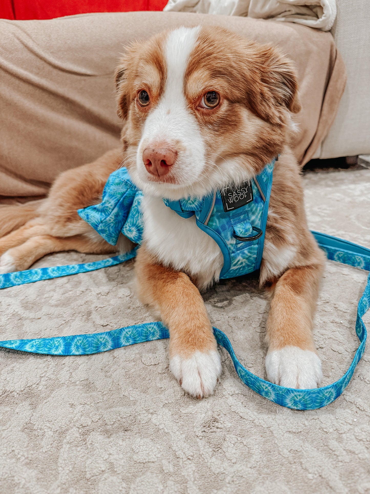 Dog Two Piece Bundle - Tropical Tides