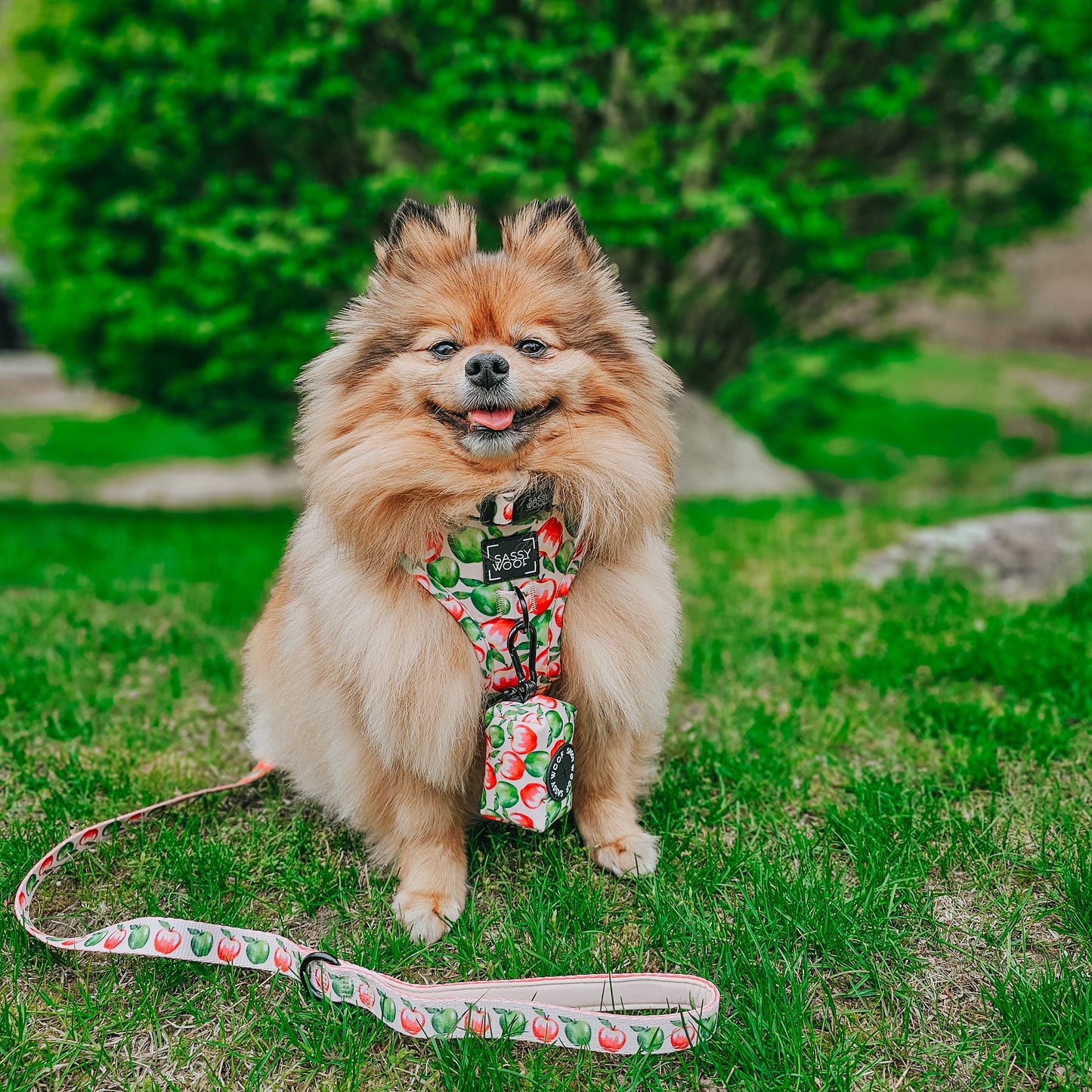 Dog Adjustable Harness - Apple of My Eye