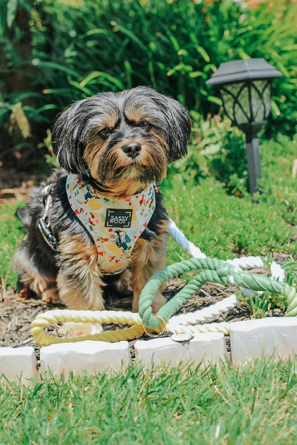 Dog Two Piece Bundle - Disney's Belle