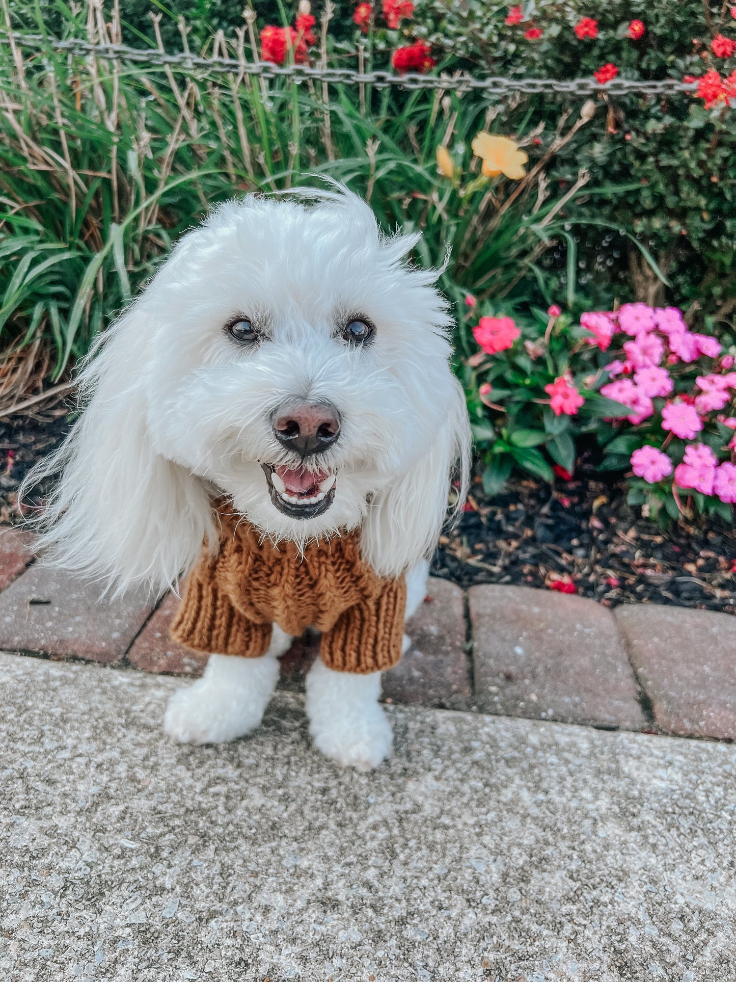 Pet Cable Knit Sweater - Brown