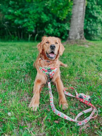 Dog Leash  - Apple of My Eye