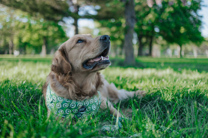 Dog Adjustable Harness - Kiwi Krazy