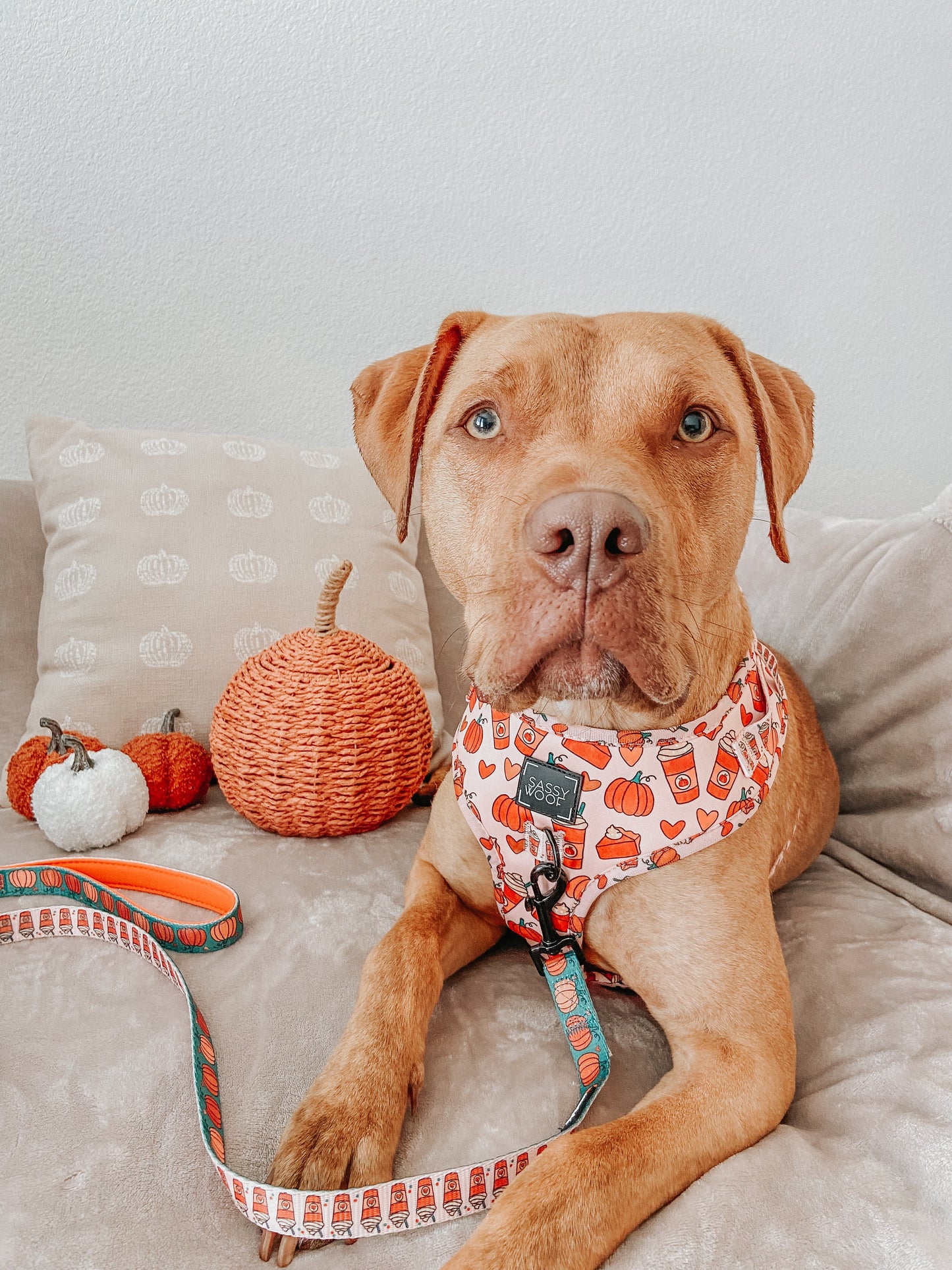 Dog Two Piece Bundle -  Pie There