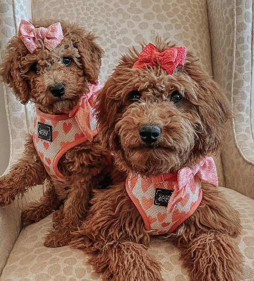 Dog Sailor Bow - Dolce Rose