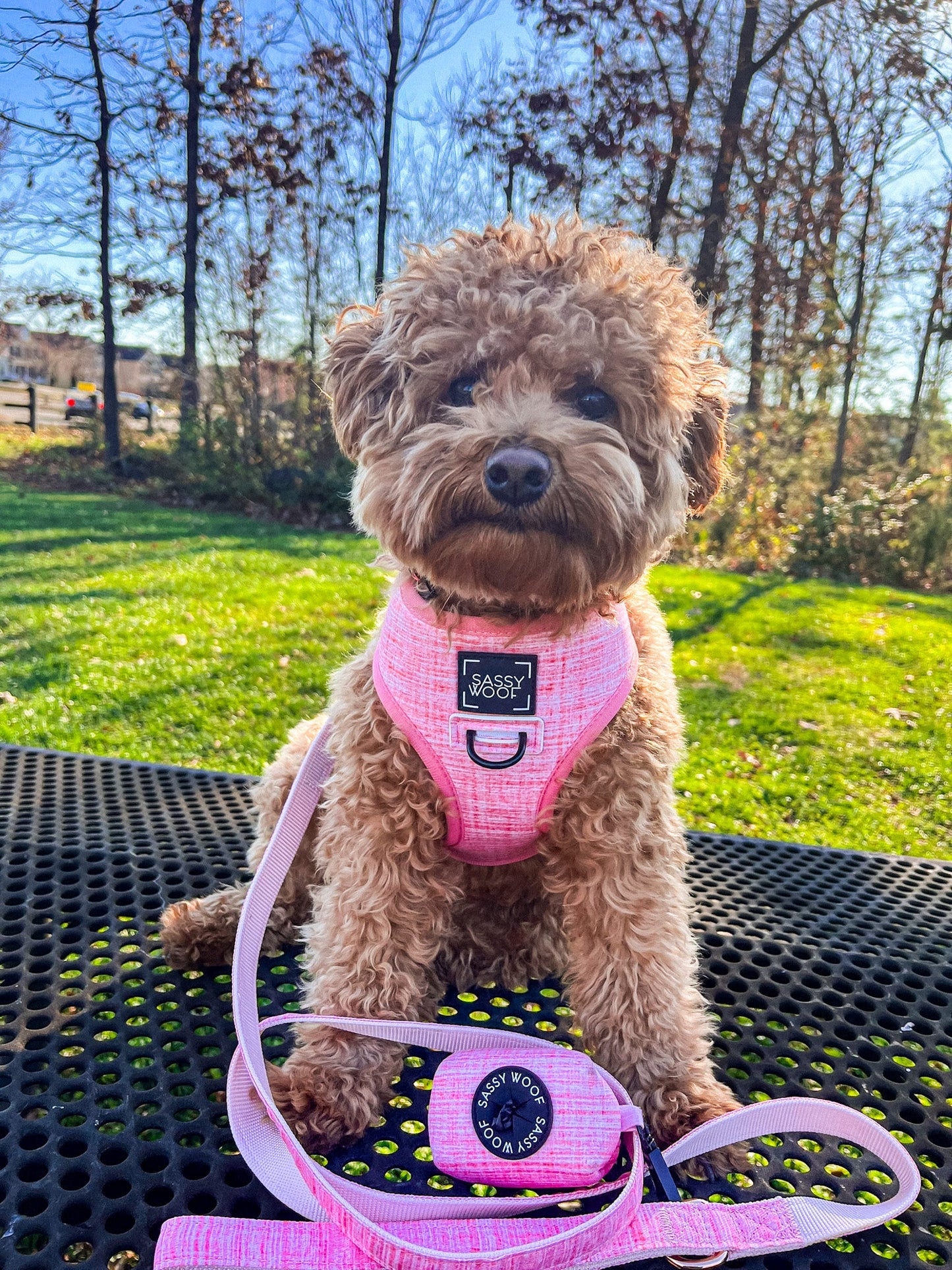 Dog Four Piece Bundle - Dolce Rose