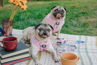 Dog Four Piece Bundle - Gilmore Girls™