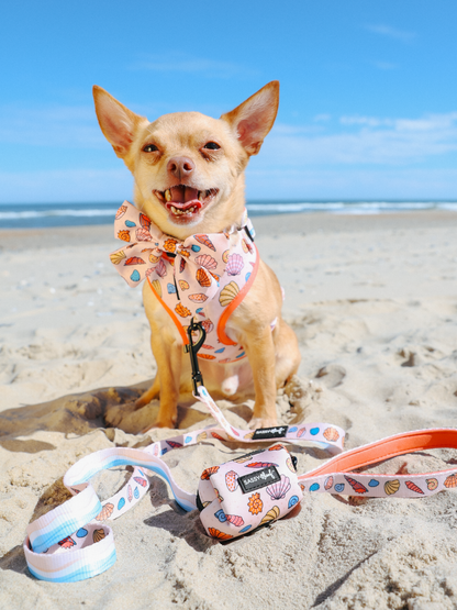 Dog Four Piece Bundle - Shell Yeah
