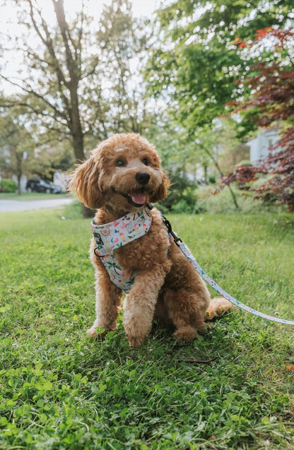 Dog Two Piece Bundle - Beach Please