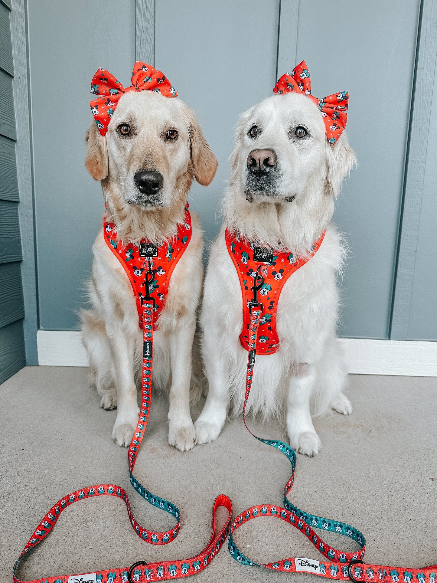 Dog Sailor Bow - Disney Holiday Collection