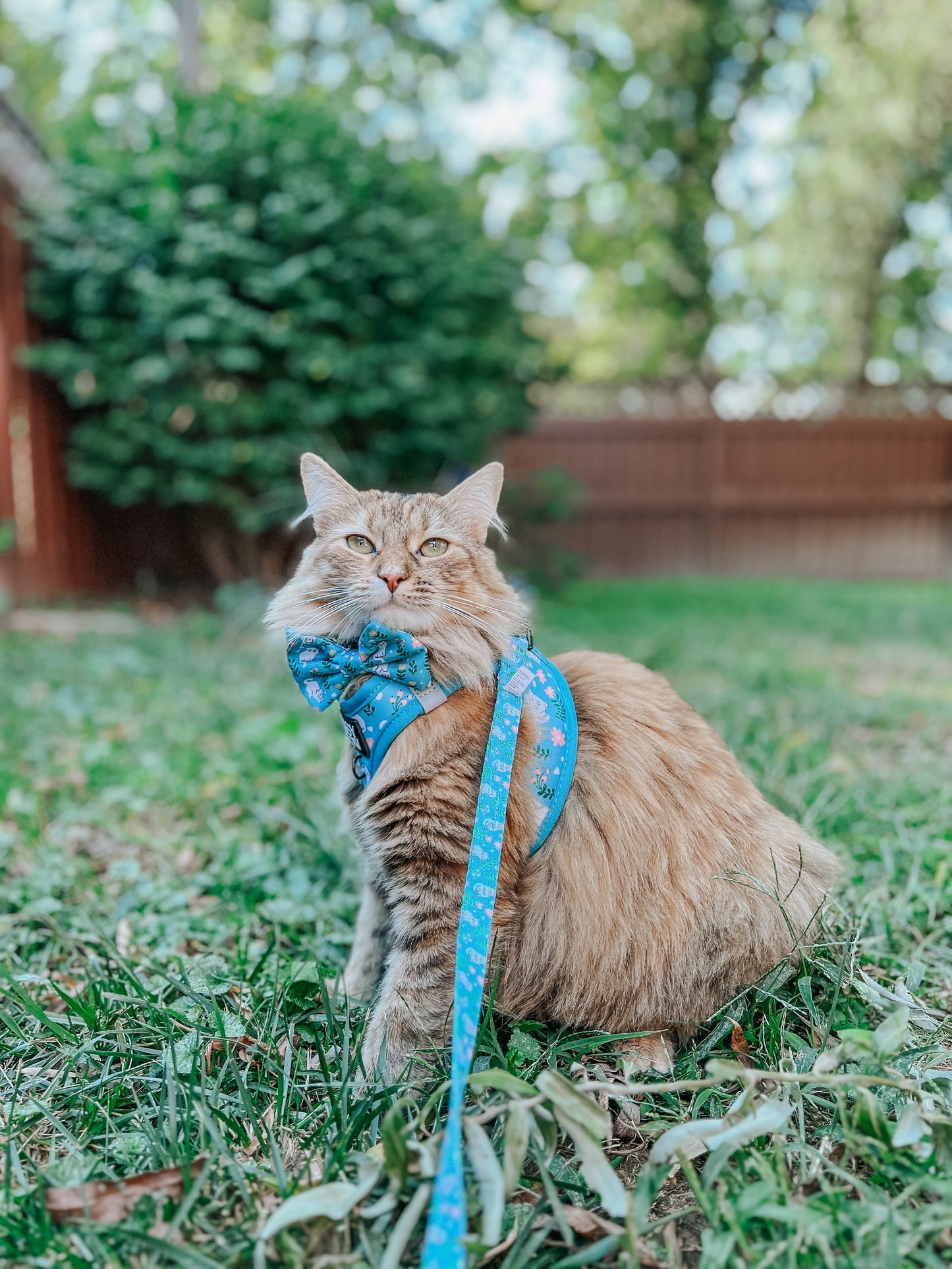Cat Bundle - Purrs & Petals