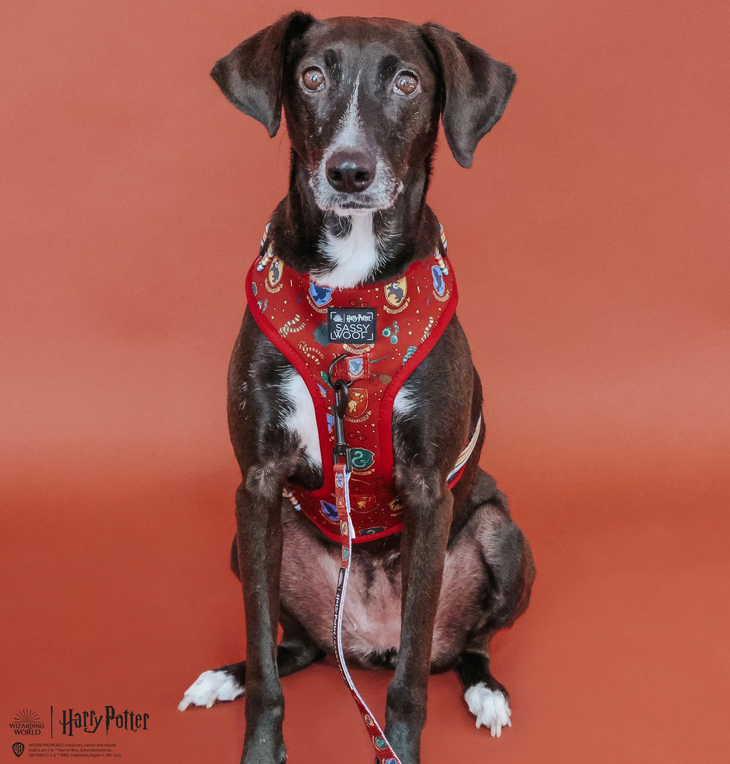 Harness Three Piece Bundle -  Harry Potter™
