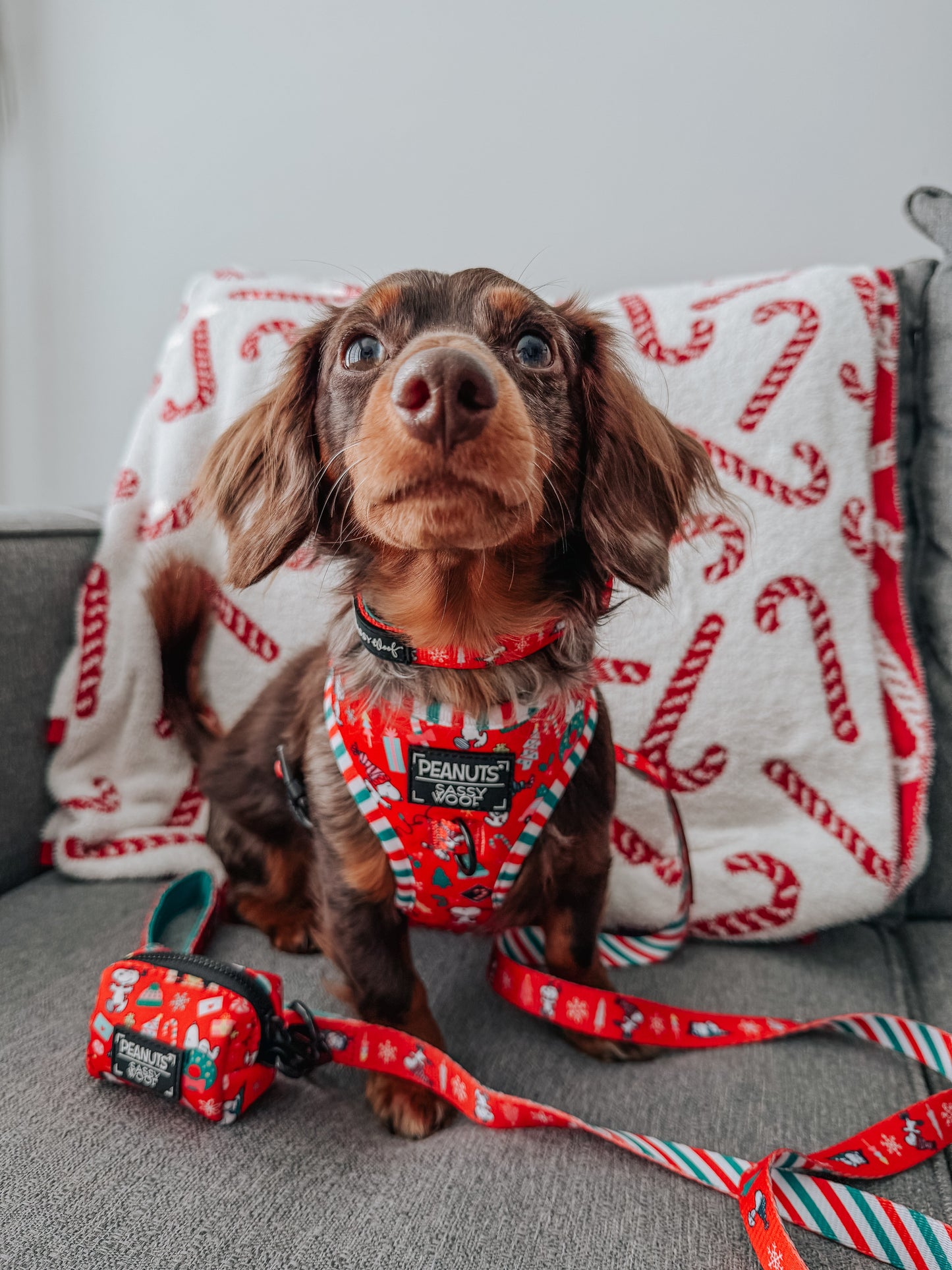 Dog Adjustable Harness - Peanuts™ Beagle Bells