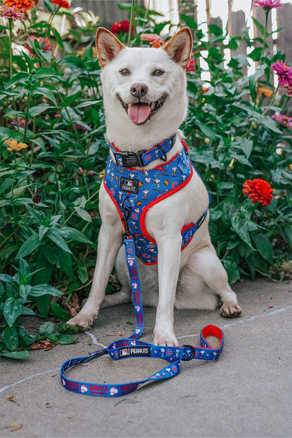 Dog Collar - MLB™ x Peanuts™ Chicago Cubs™