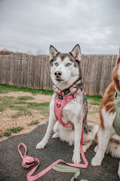Dog Two Piece Bundle - Dusty Rose