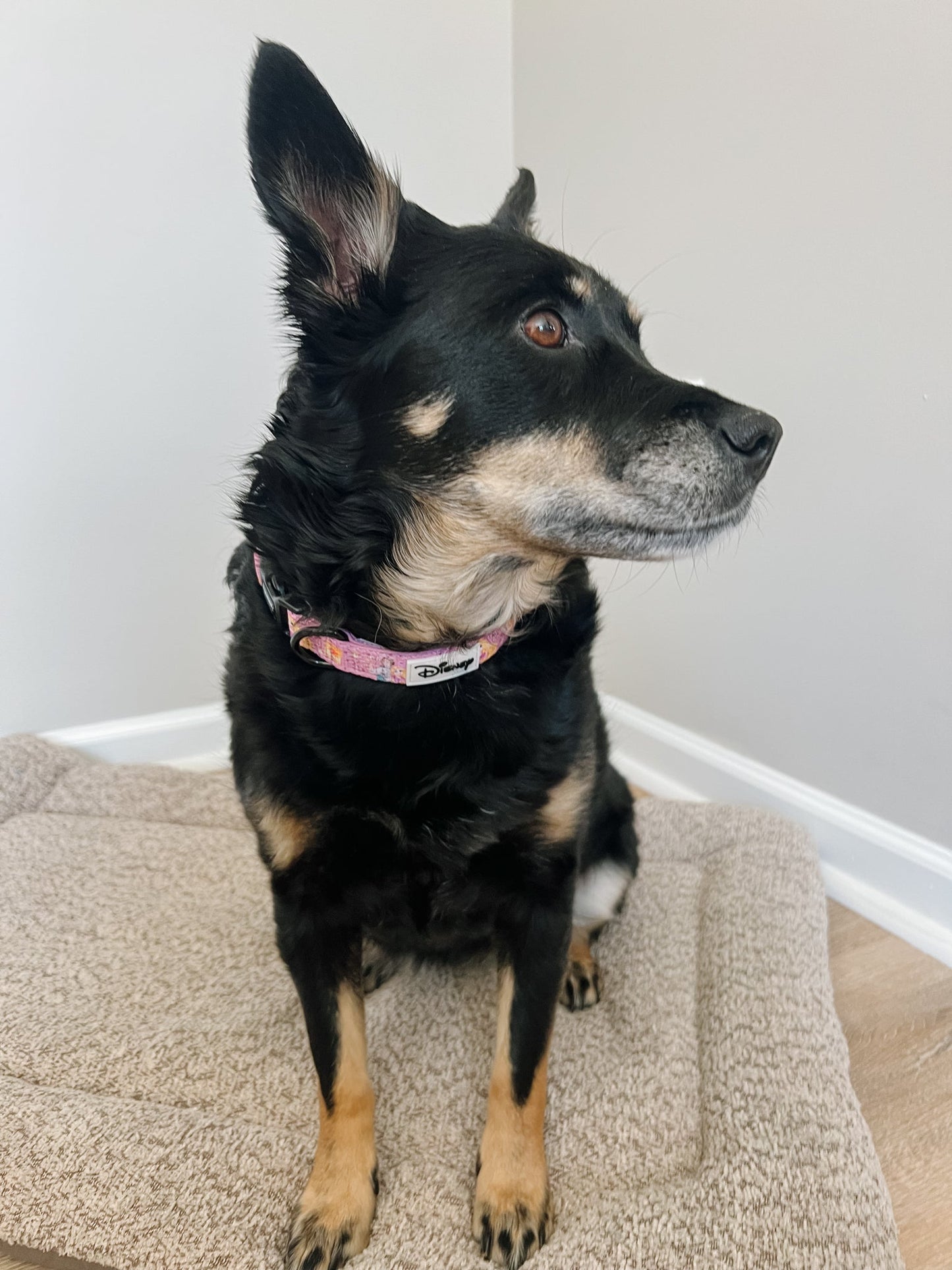Dog Collar - Disney's Rapunzel