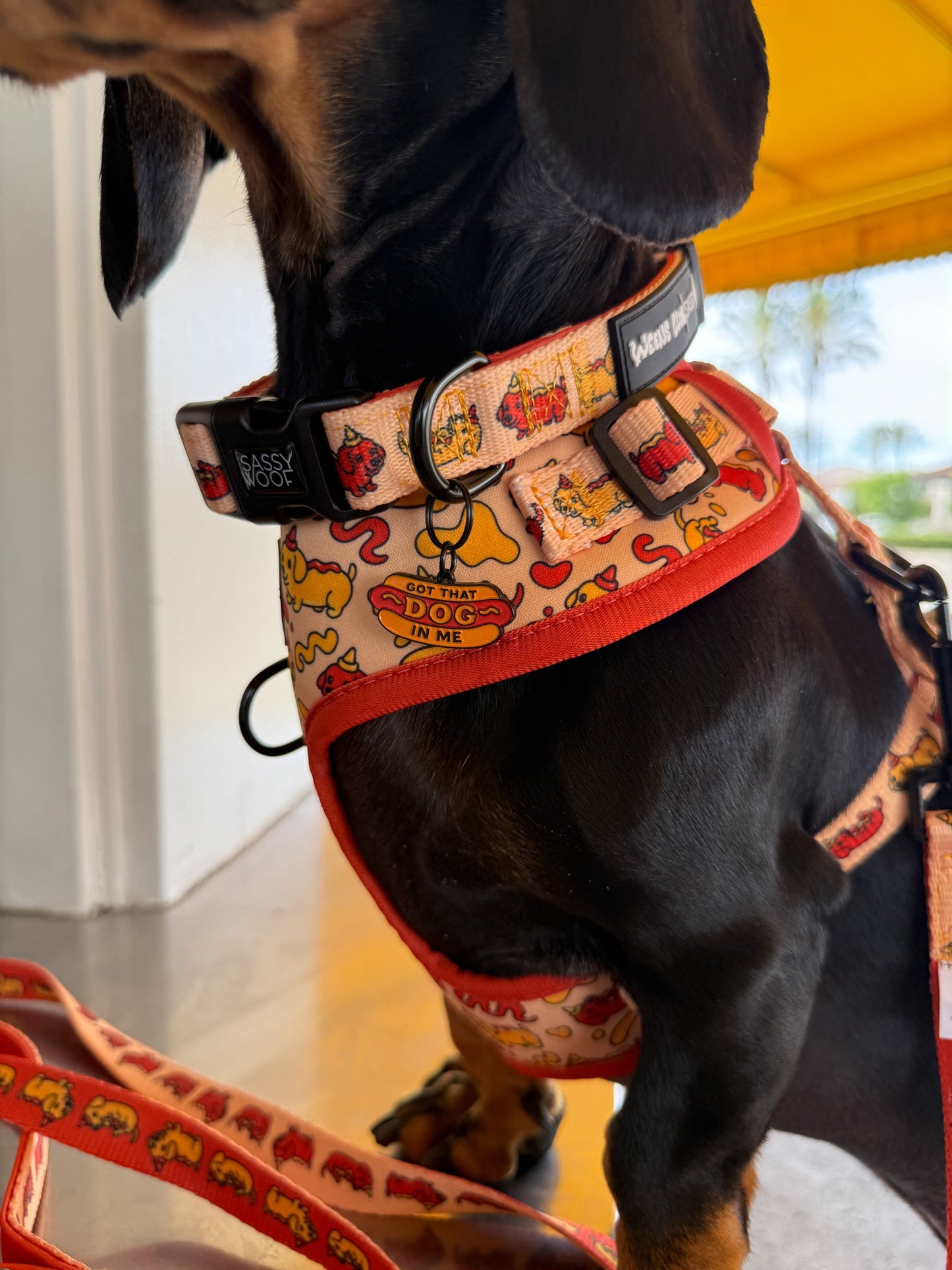 Dog Four Piece Bundle - Hot Dawg