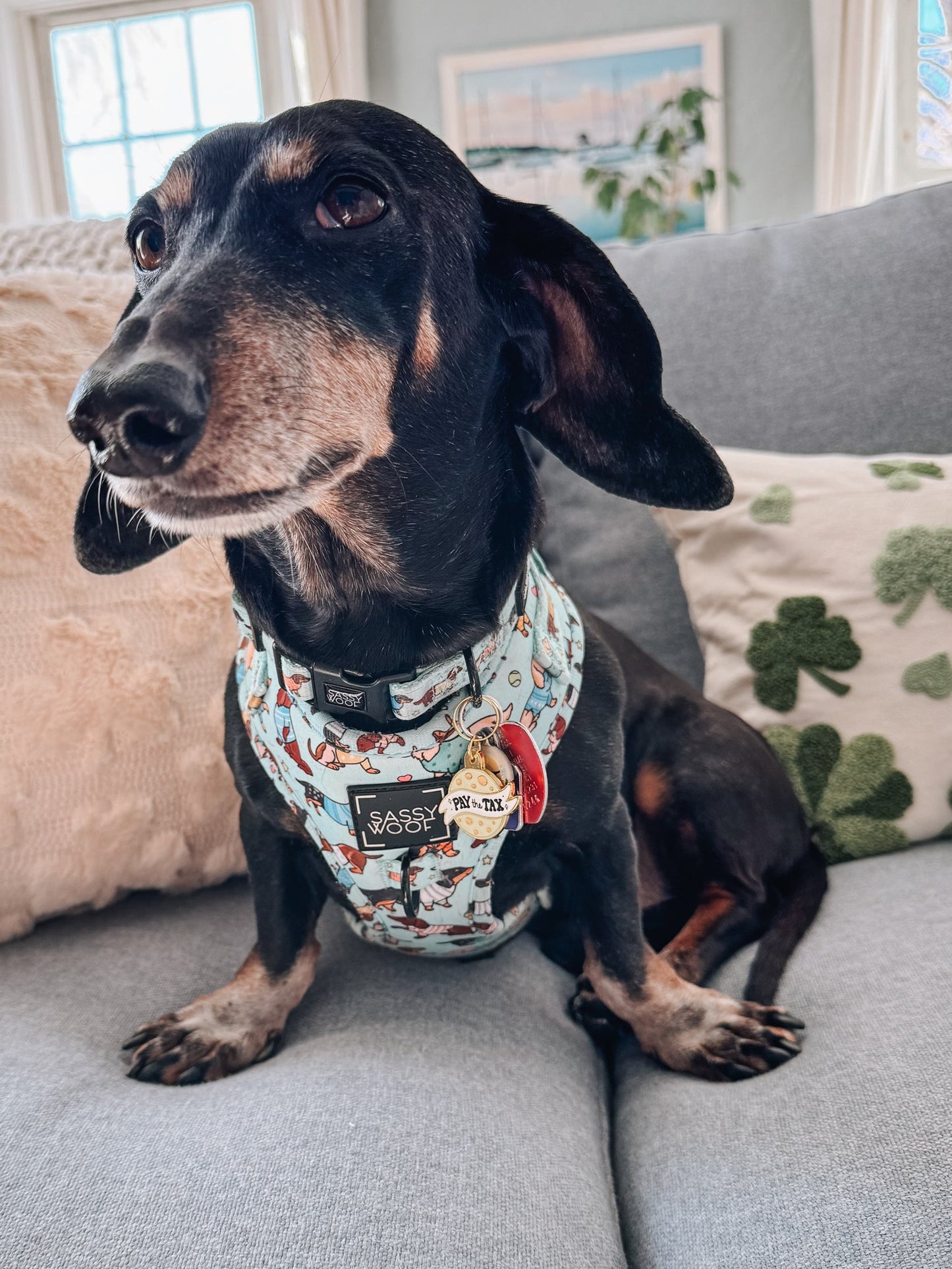 Collar Tag - Cheese Tax