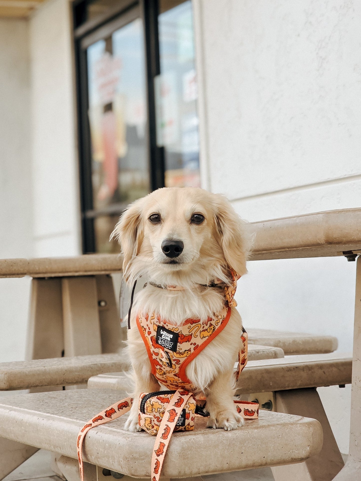 Dog Four Piece Bundle - Hot Dawg