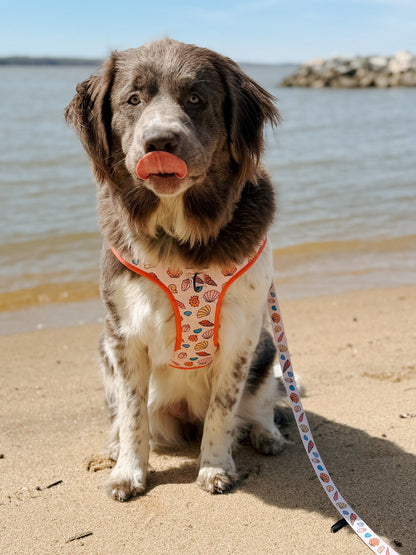 Dog Four Piece Bundle - Shell Yeah