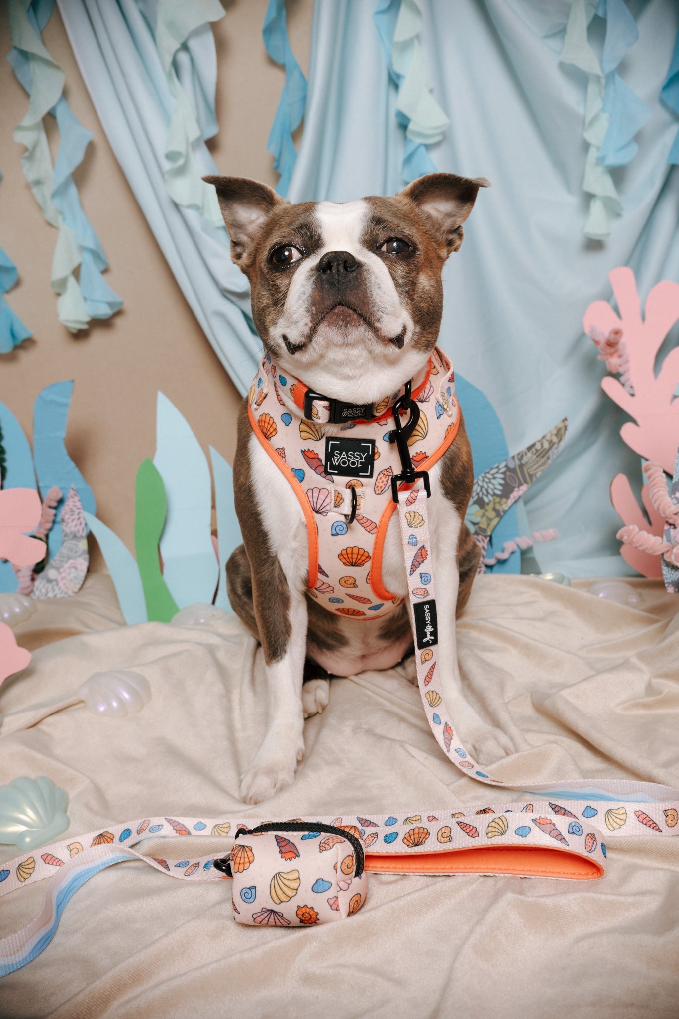 Dog Four Piece Bundle - Shell Yeah