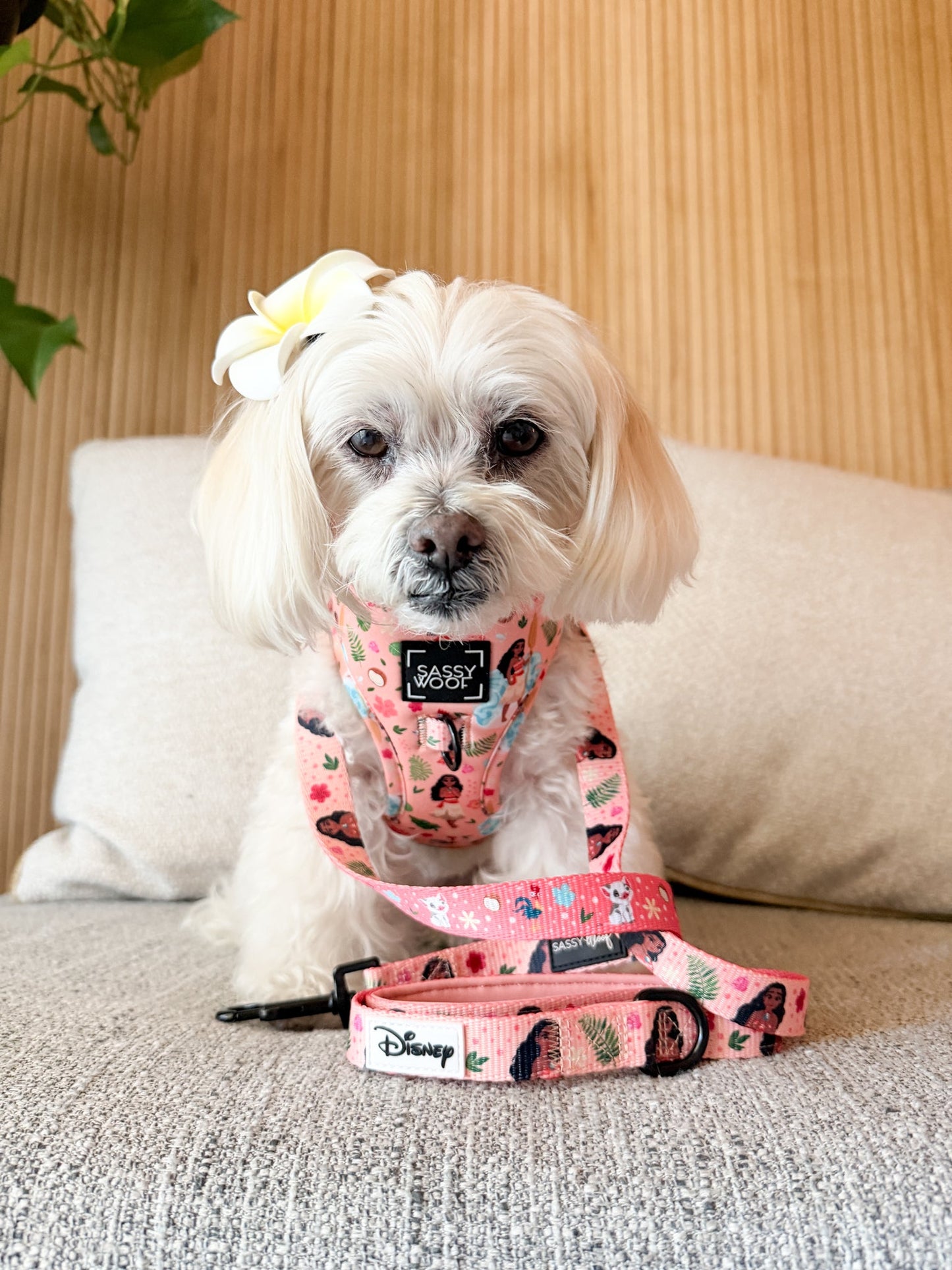 Dog Two Piece Bundle - Disney's Moana
