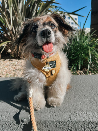 Collar Tag - Cheese Tax