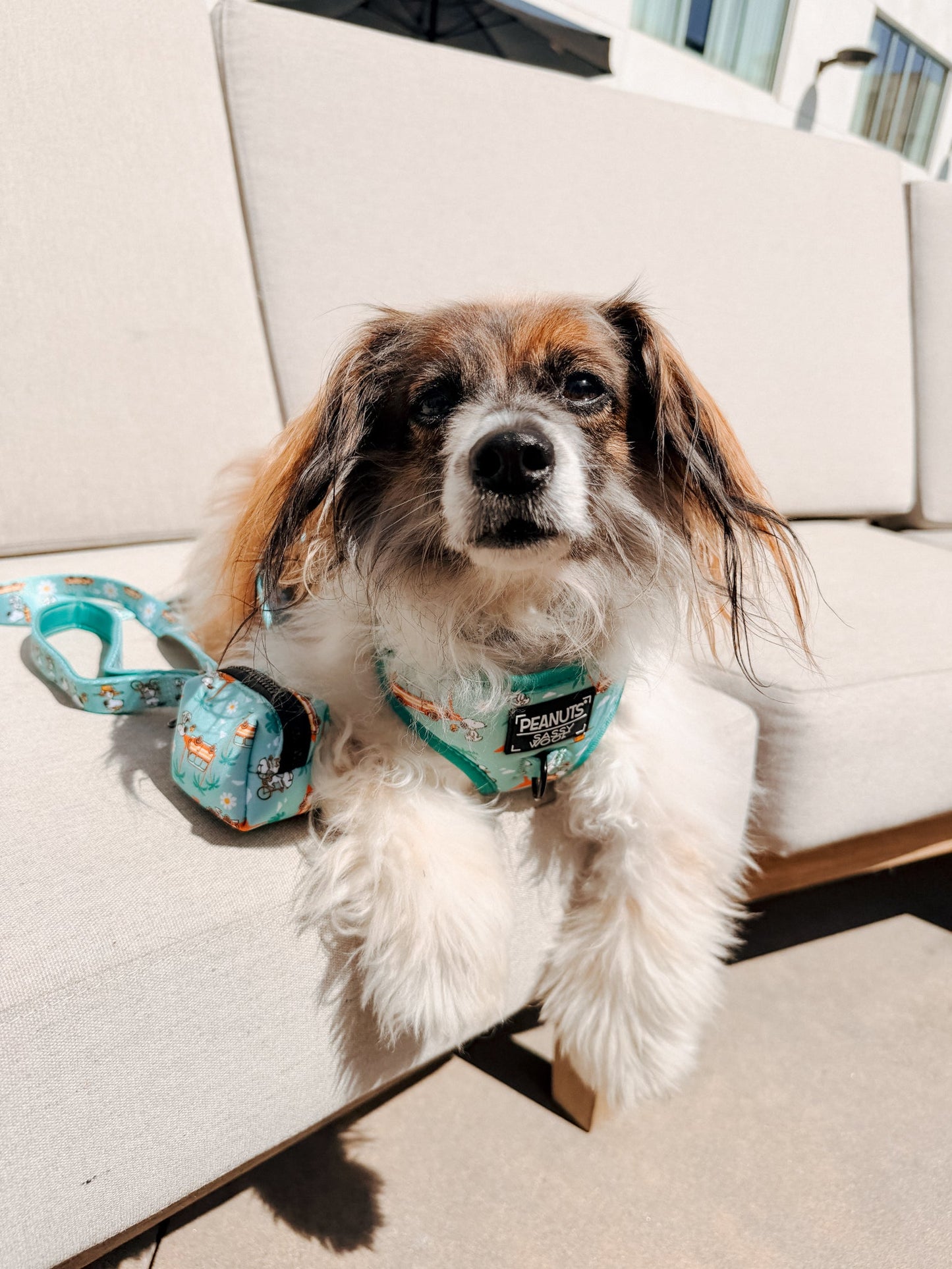 Dog Four Piece Bundle - Peanuts™ Road Tripping