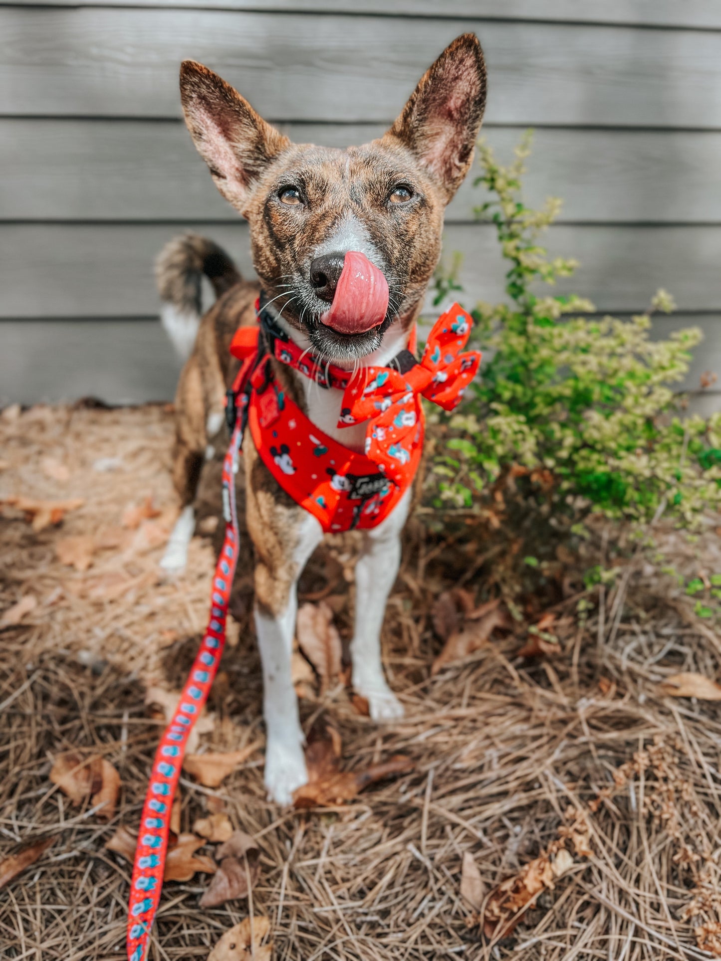 Dog Sailor Bow - Disney Holiday Collection
