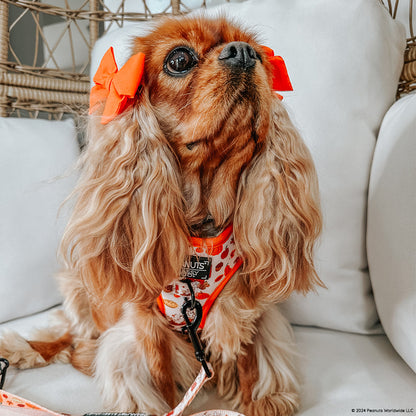 Dog Two Piece Bundle - Peanuts™ Harvest