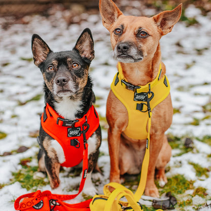 Dog Four Piece Bundle - Neon Red