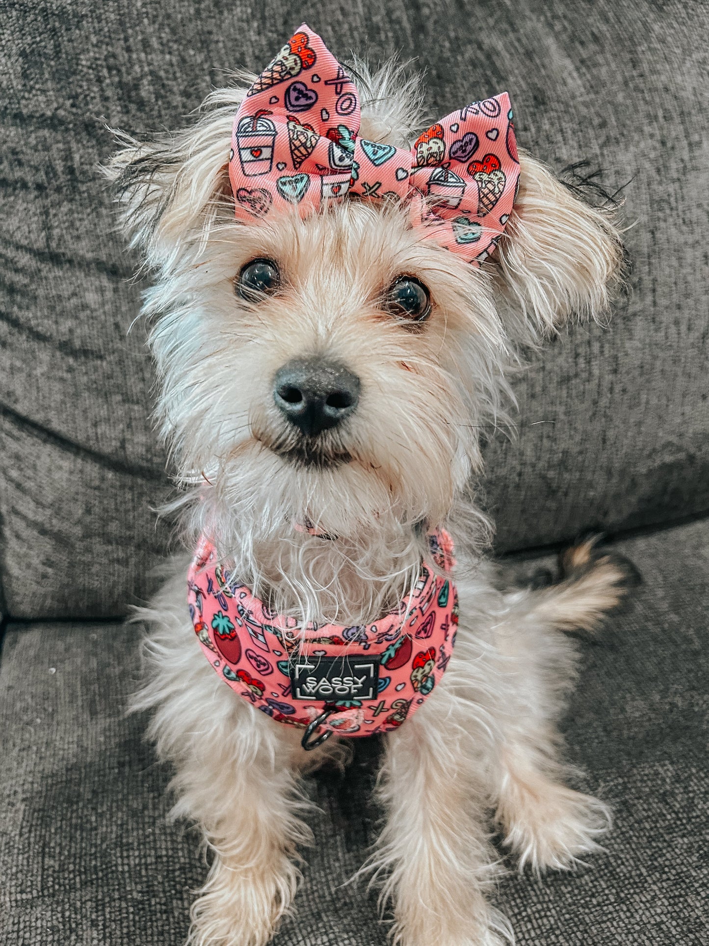 Dog Sailor Bow - I Chews You