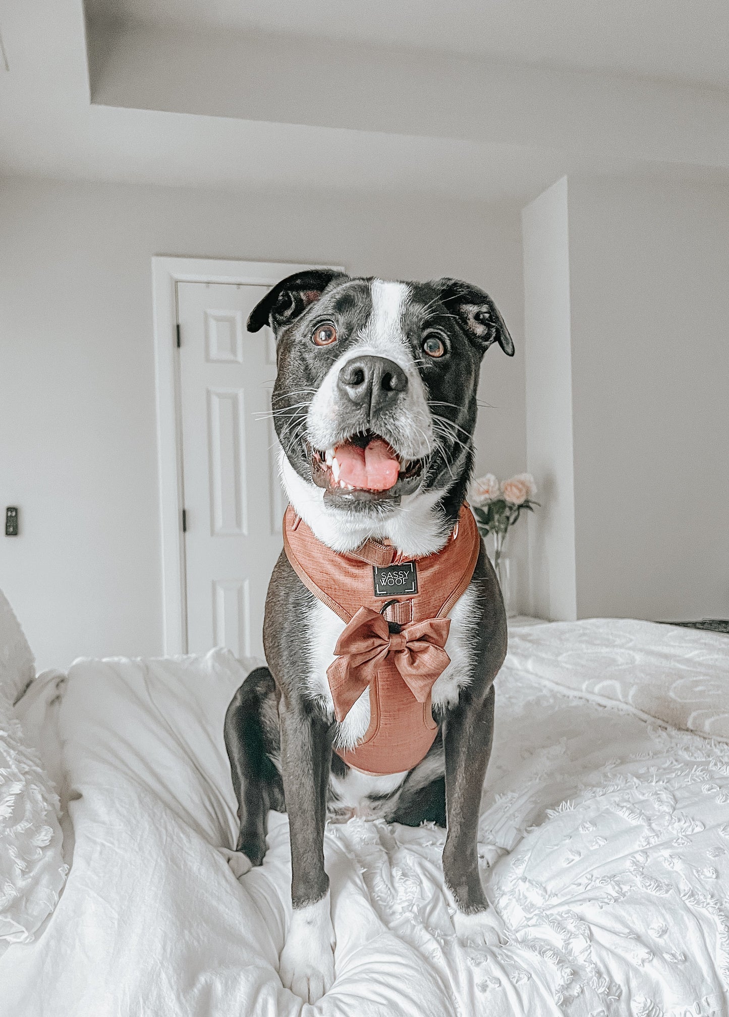 Dog Sailor Bow - Teddy