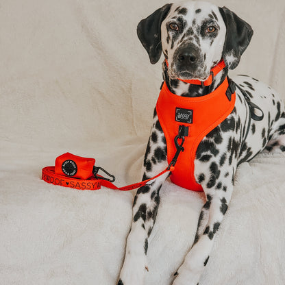 Dog Four Piece Bundle - Neon Red