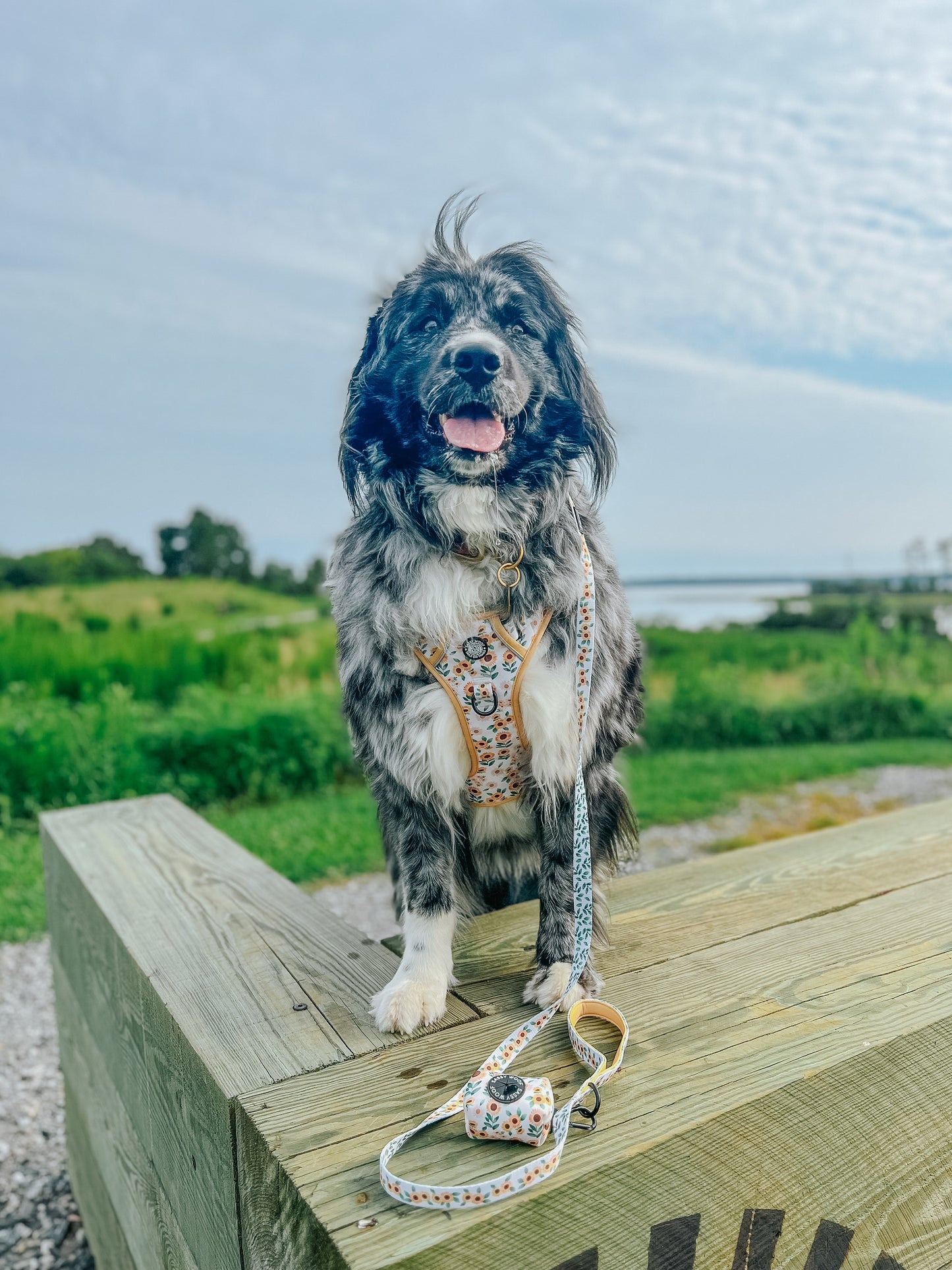 Dog Waste Bag Holder - Sunflower Dreams