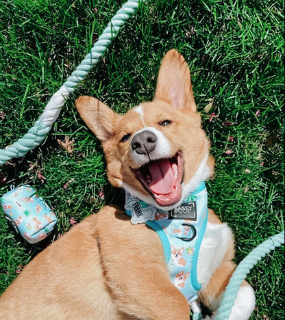 Dog Rope Leash - Mint to Be